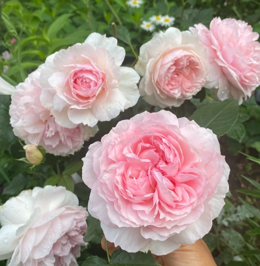 月季花品种大全（20种大藤本月季详细介绍）