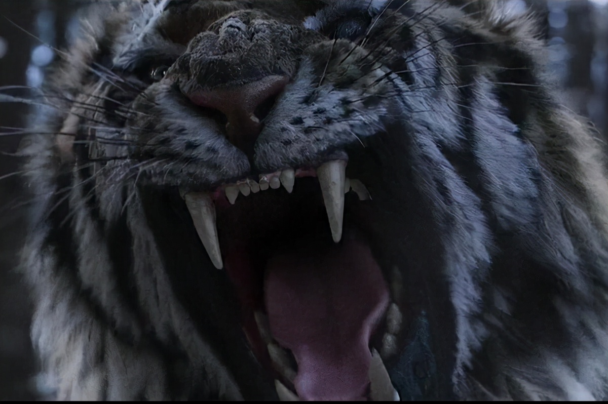 《大虎》捕猎者和老虎之间究竟有什么样的故事