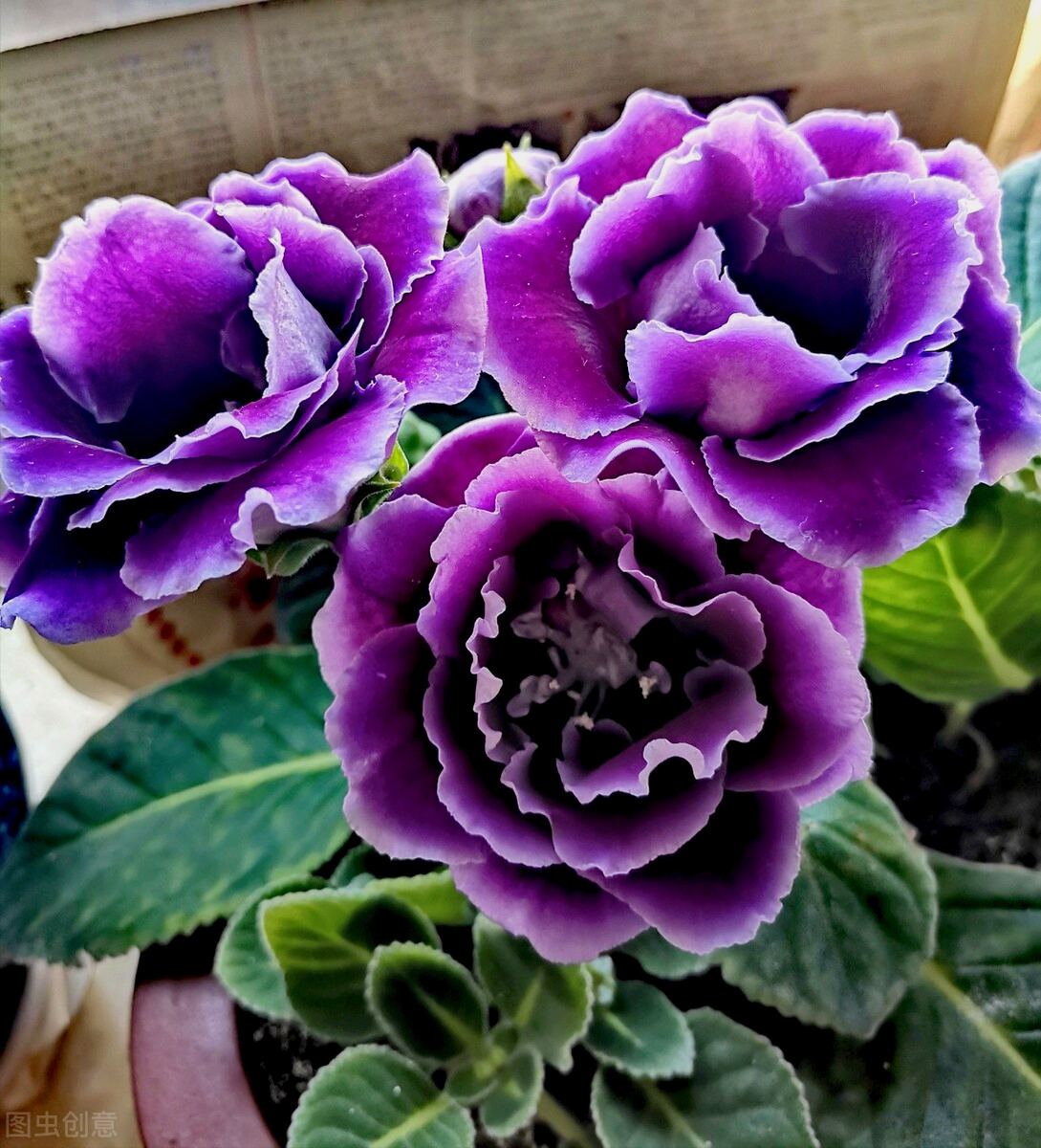 一花一叶一世界，携一缕阳光、时光清浅；悦一路繁花、岁月静美
