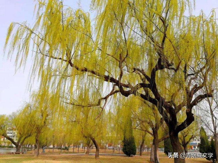 桃红柳绿蜂蝶舞 如月风景美如画（诗六首）