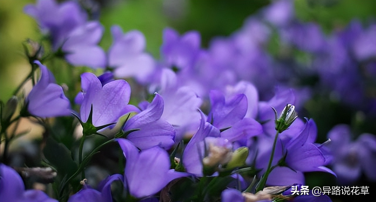 八种常见花的花语激励人心，蕴含人生哲理