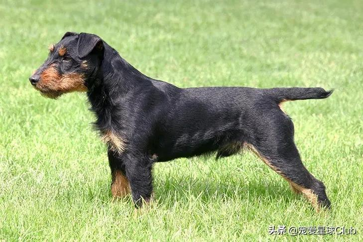 百科 德國獵梗 能量爆表的戰鬥獵犬 天天看點