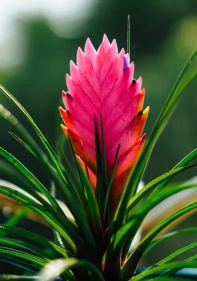 铁兰花一一坚强