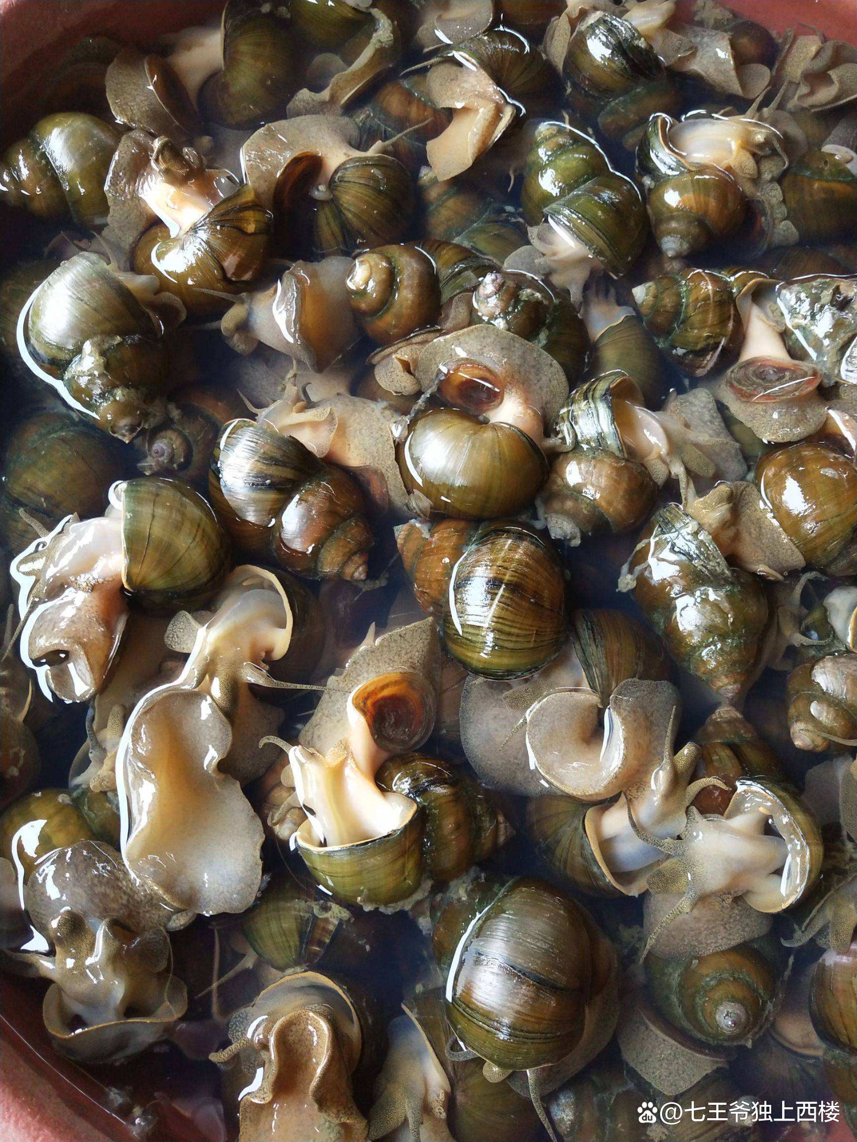 记忆中的田螺小时候的田螺