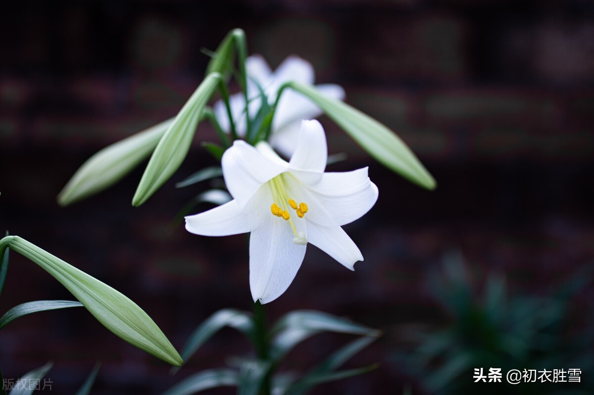 夏花百合美诗六首：花气宜人百合传，与君重结后生缘
