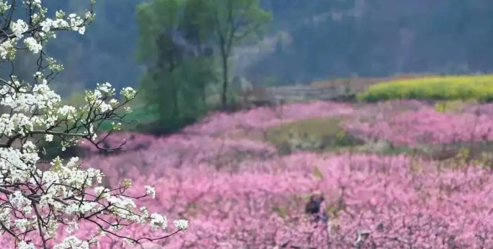 「诗词鉴赏」春门俱是看花人，十二首看花的诗词，看尽春花烂漫