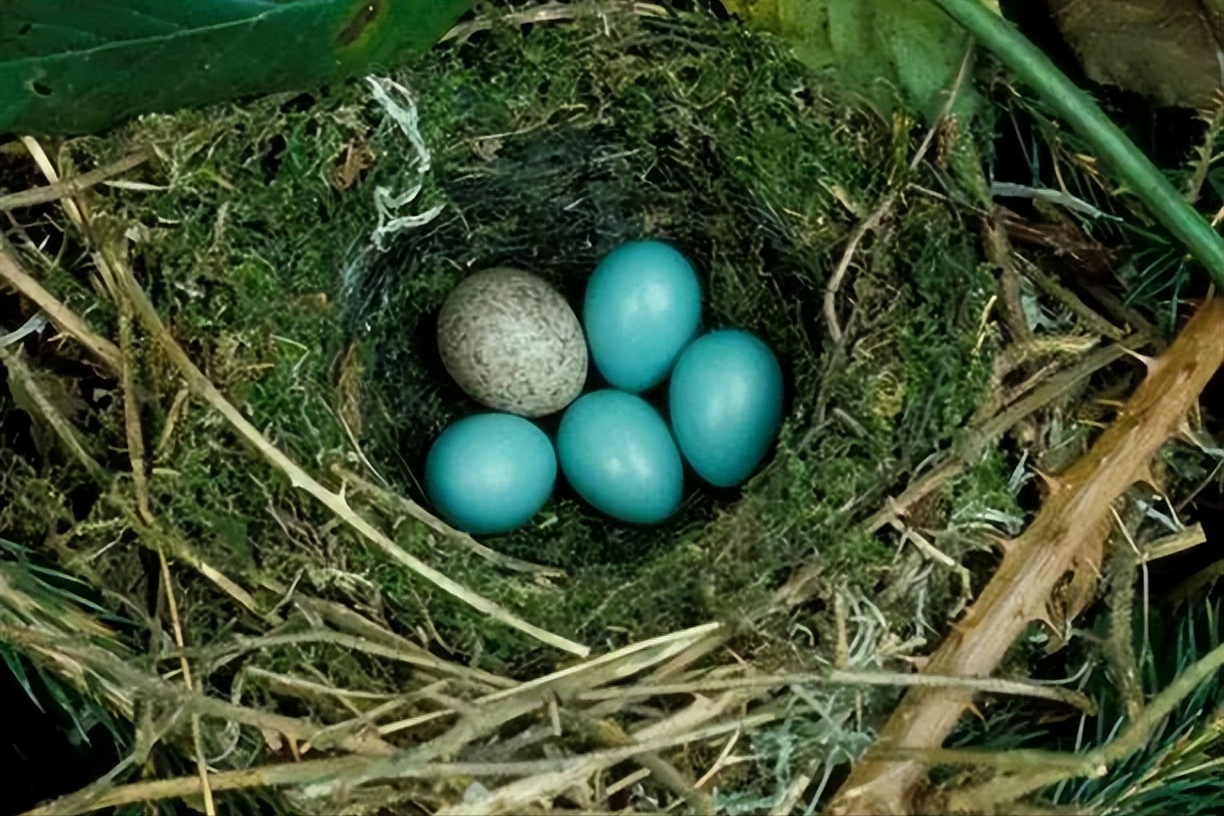 鸠占鹊巢的布谷鸟,为什么收割完小麦后就不叫了?它们去哪儿了?