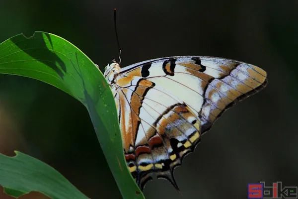 sbike动植物百科:蝴蝶,飞蛾的十大华丽蜕变,羽化后对比(上)