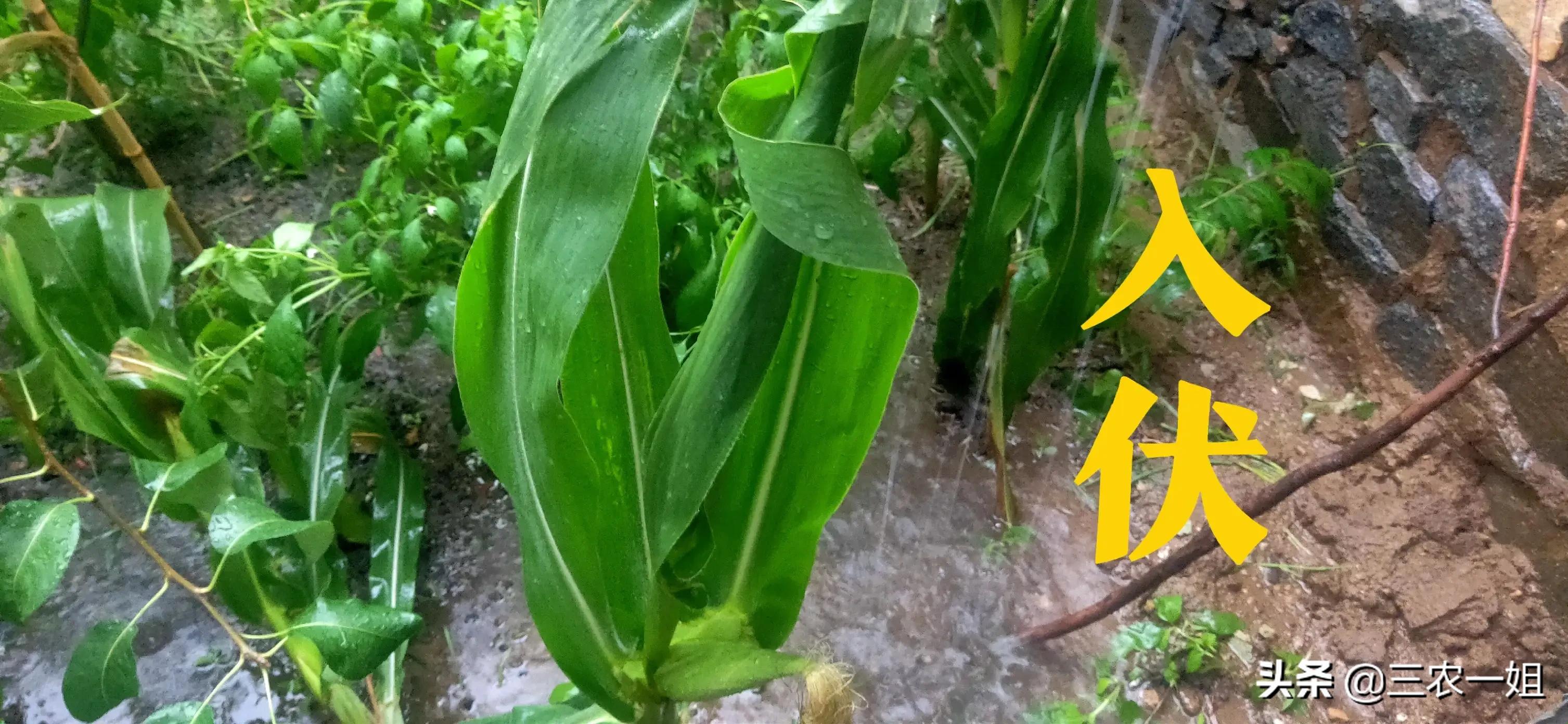 入伏日下暴雨，母伏好还是公伏好？夏至是入伏的第一天吗？
