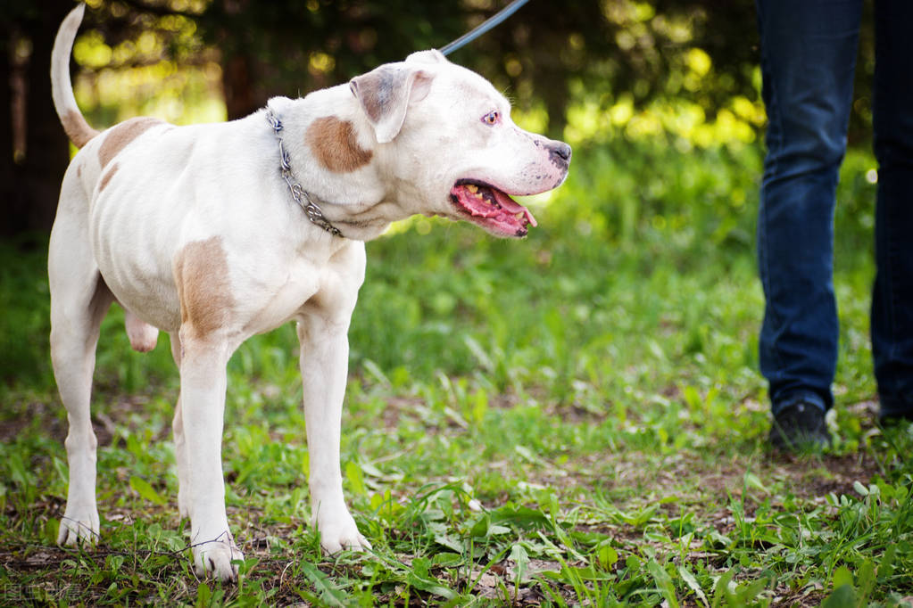 藏獒之王(藏獒vs比特犬，谁才是真正的狗中之王？)