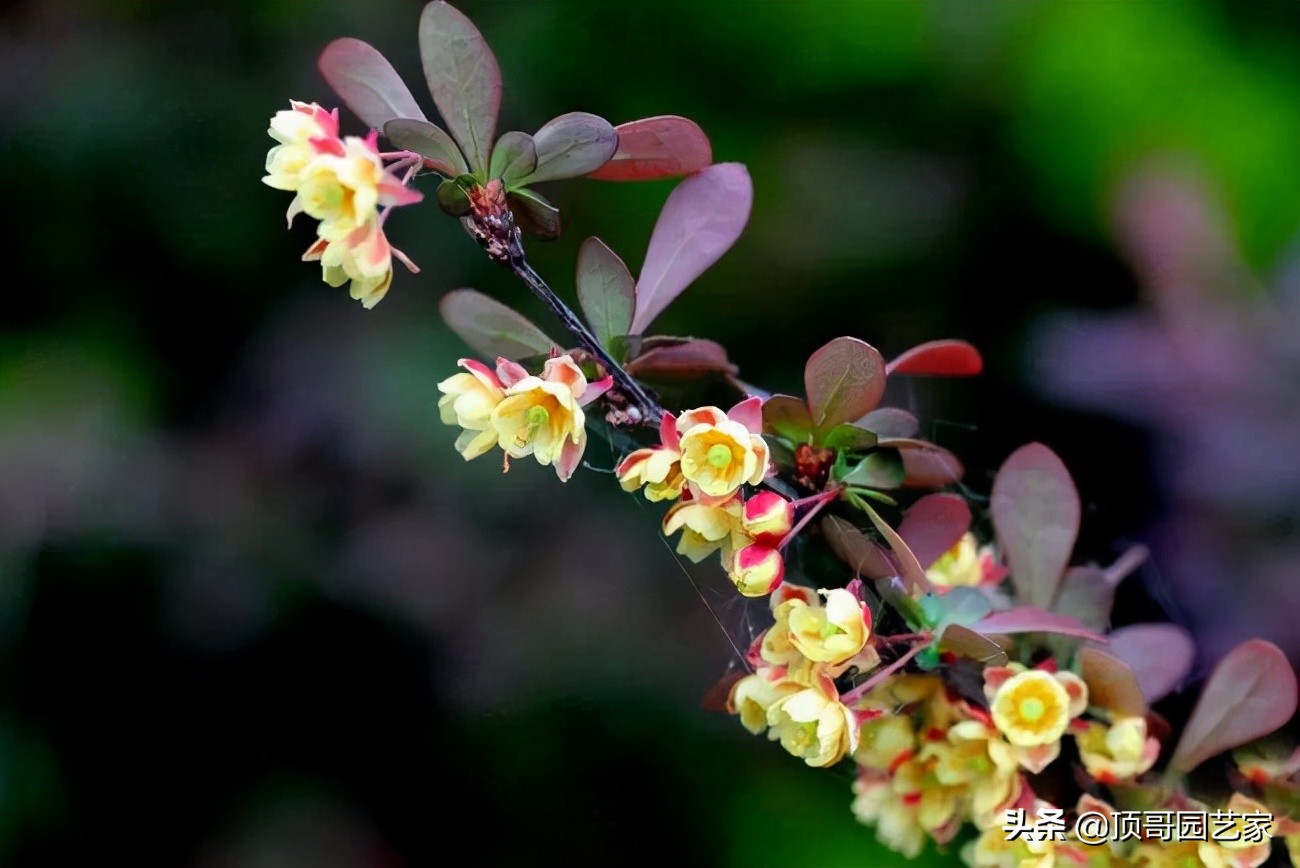 紫叶李简介（盘点15种适合庭院的彩叶植物）