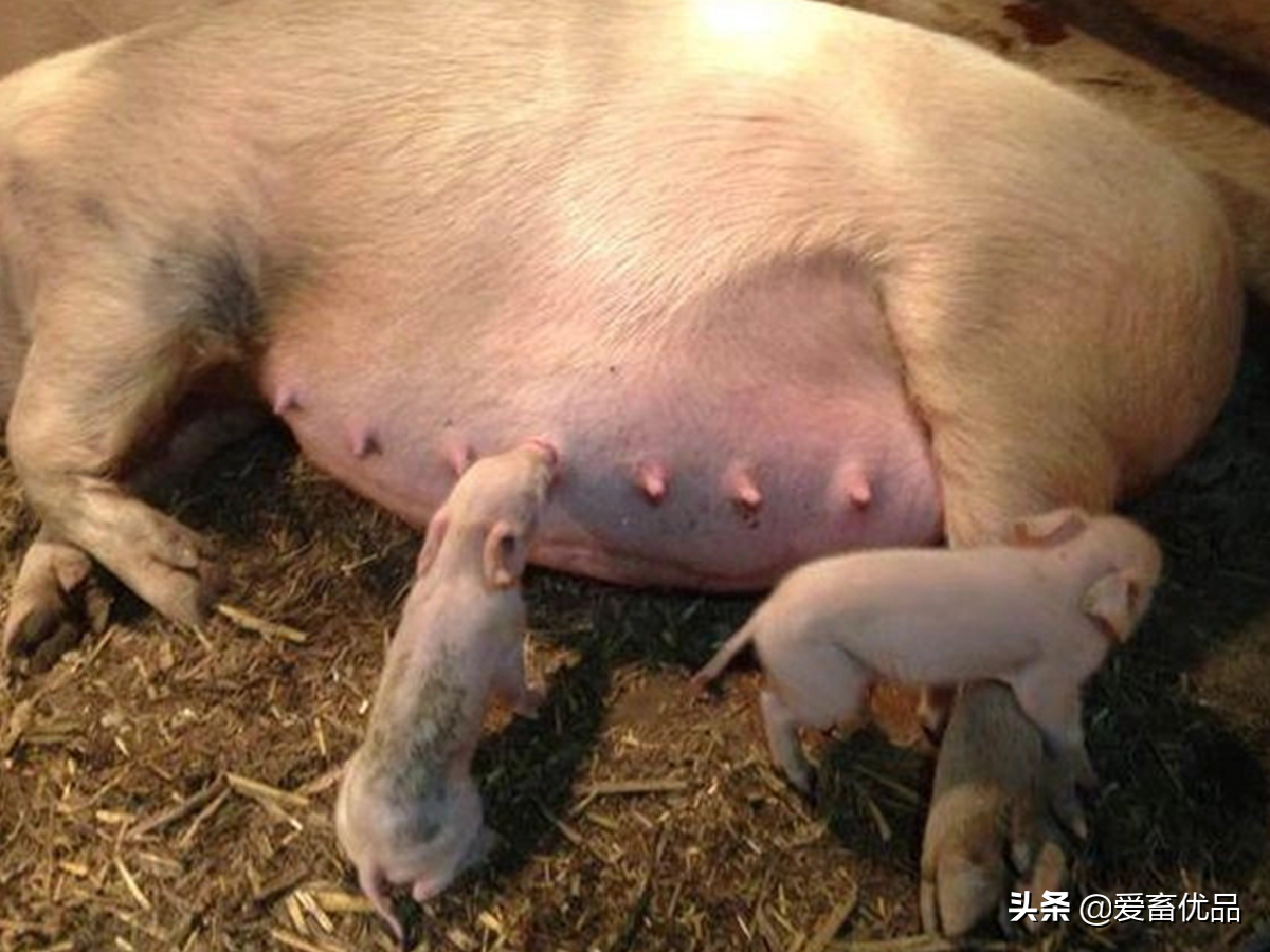 母猪超过预产期仍没有生产，该怎么处理？这些因素别忽视