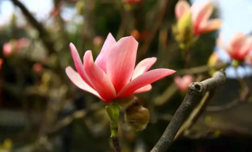 春天到了，汉中这五大赏花胜地收藏起来！挨个去打卡