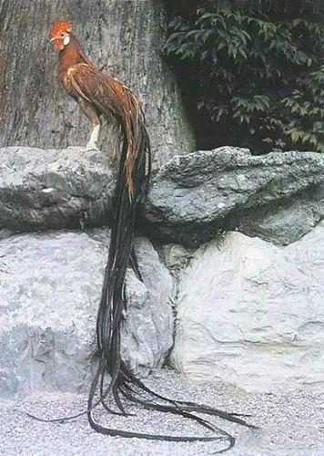 盘点世界上尾巴最长的十大动物