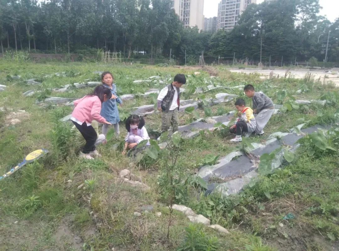 快乐劳动 幸福童年｜记双流区实验小学外国语学校劳动系列课程