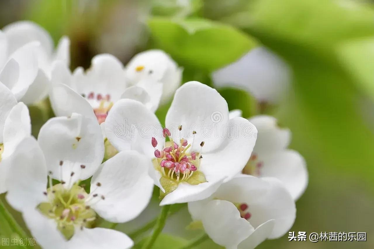 20句最美的春雨诗词，清丽如画，淋湿了唐宋，惊艳了时光