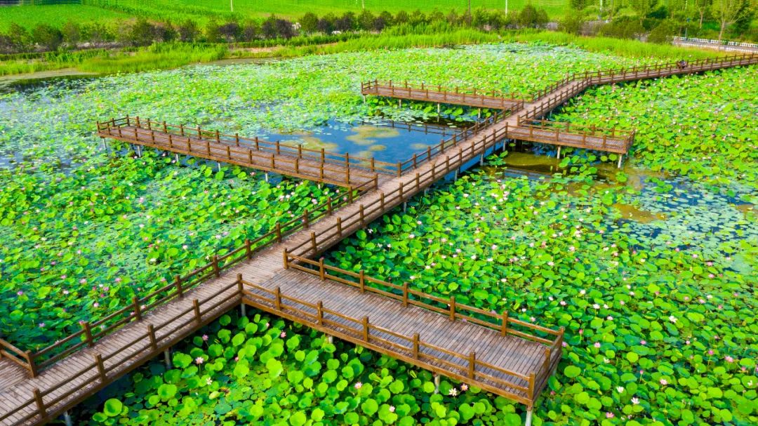 荡漾起满池的温柔~~西山这些地方已被荷花宠坏了！