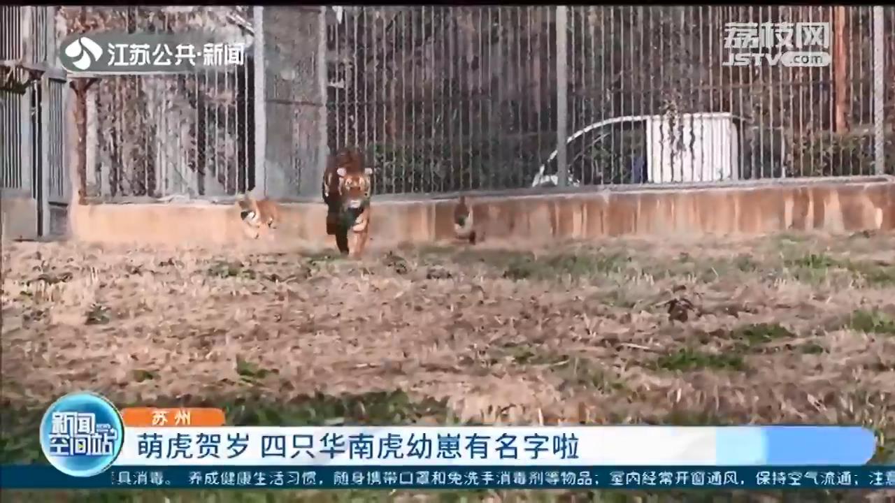 萌虎贺岁！苏州动物园里的四只华南虎幼崽有名字啦