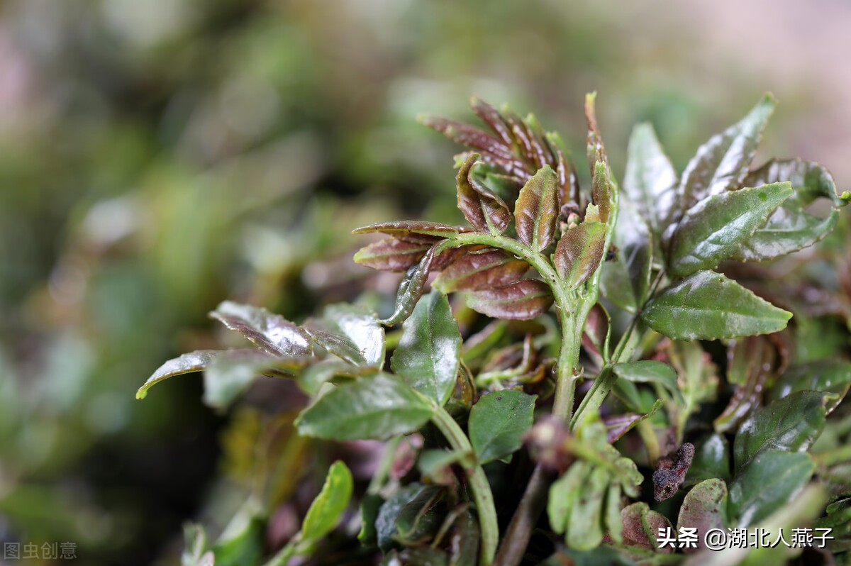 野菜的种类和做法（带你见识不同的野菜和吃法） 9