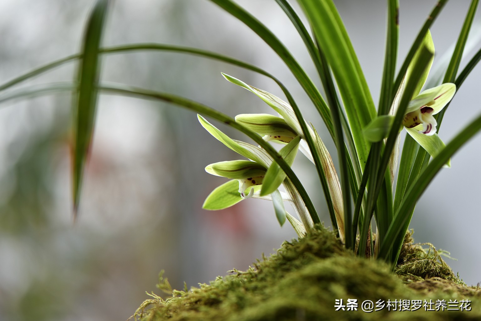 掌握3个核心数据，家里阳台养兰花，开花率不比专业兰园差