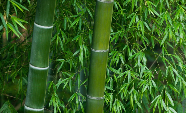 竹子是什么类型的植物（竹子的冷知识科普）