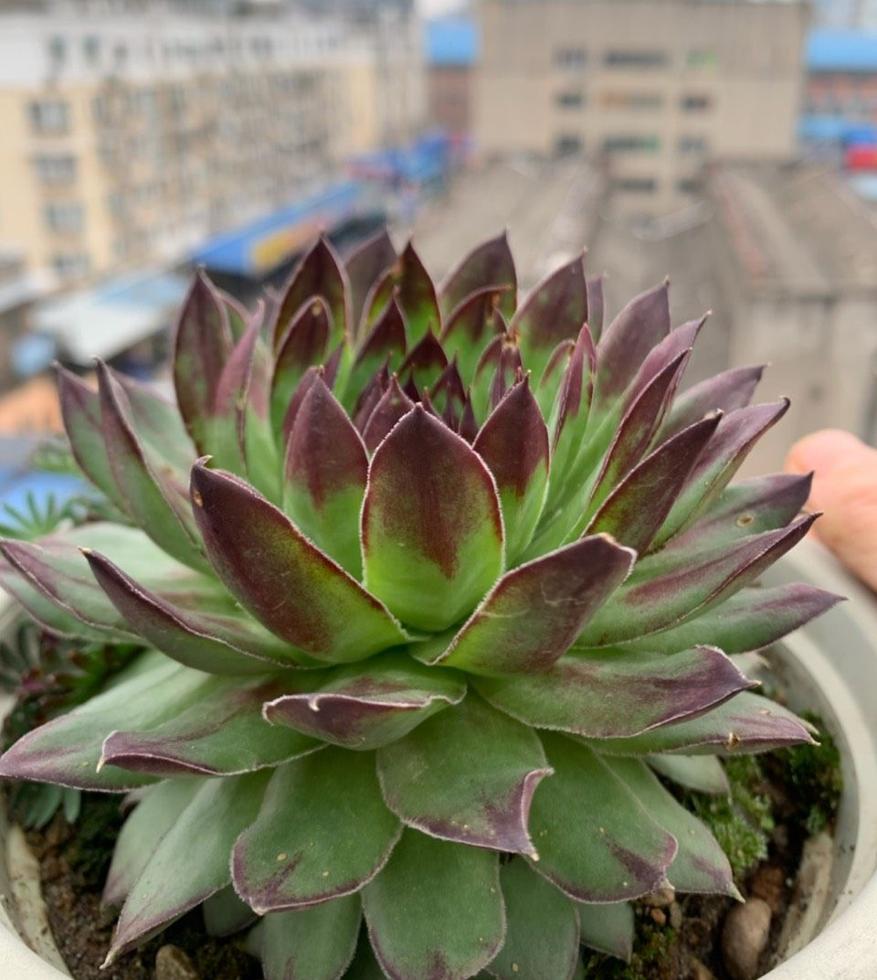 观音莲是什么（三个细节让你的观音莲越种越多）