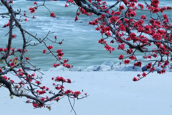 9首冬梅诗词：踏雪寻梅，静待春归