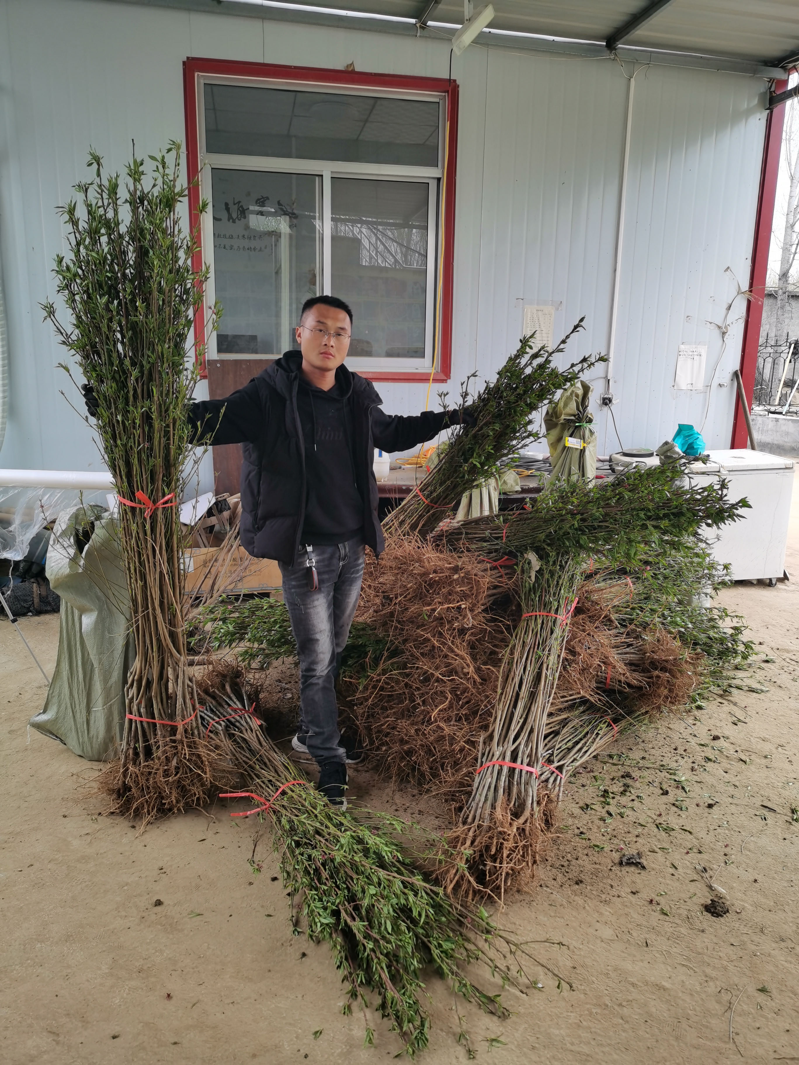 桃树苗的品种与图片（桃树苗介绍与栽植技术）