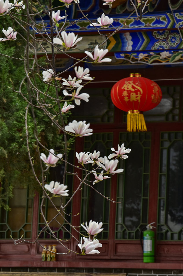 天水千年古玉蘭，滿頭吐玉，芬芳迷人