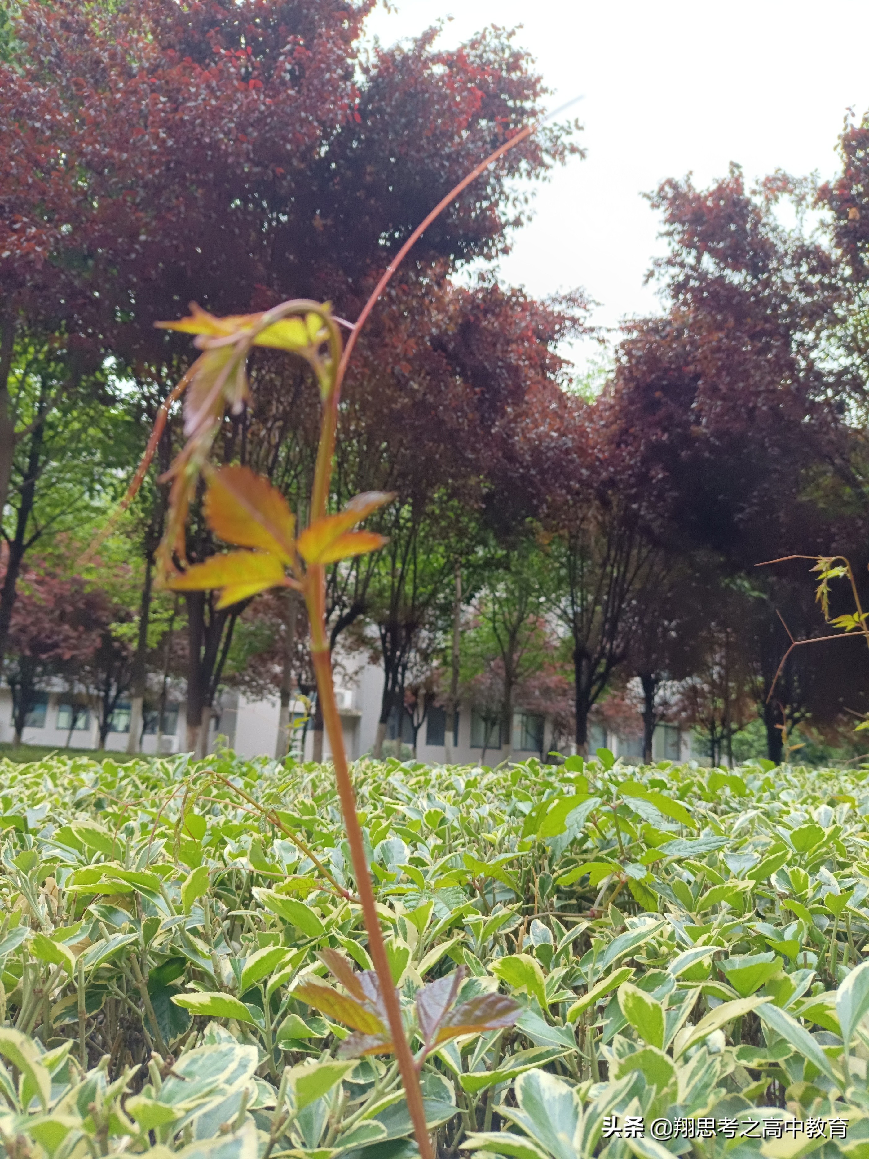 雨后校园即景