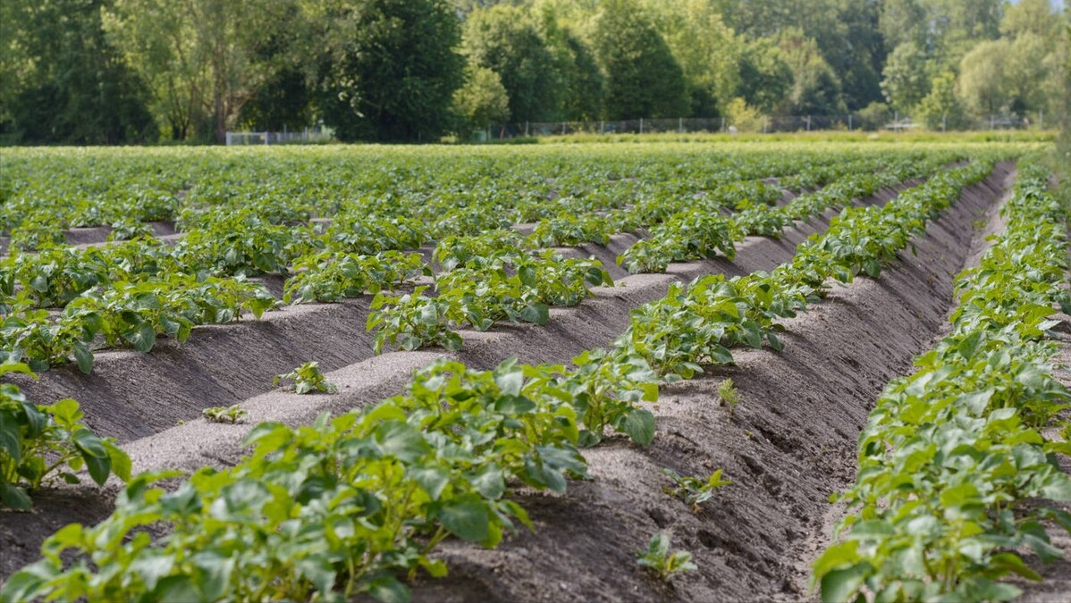 第13期/种植马铃薯千万别做这11项，80%产量都不高