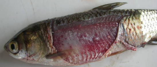 鱼身上的细菌性败血症和病毒性出血病区别及防治