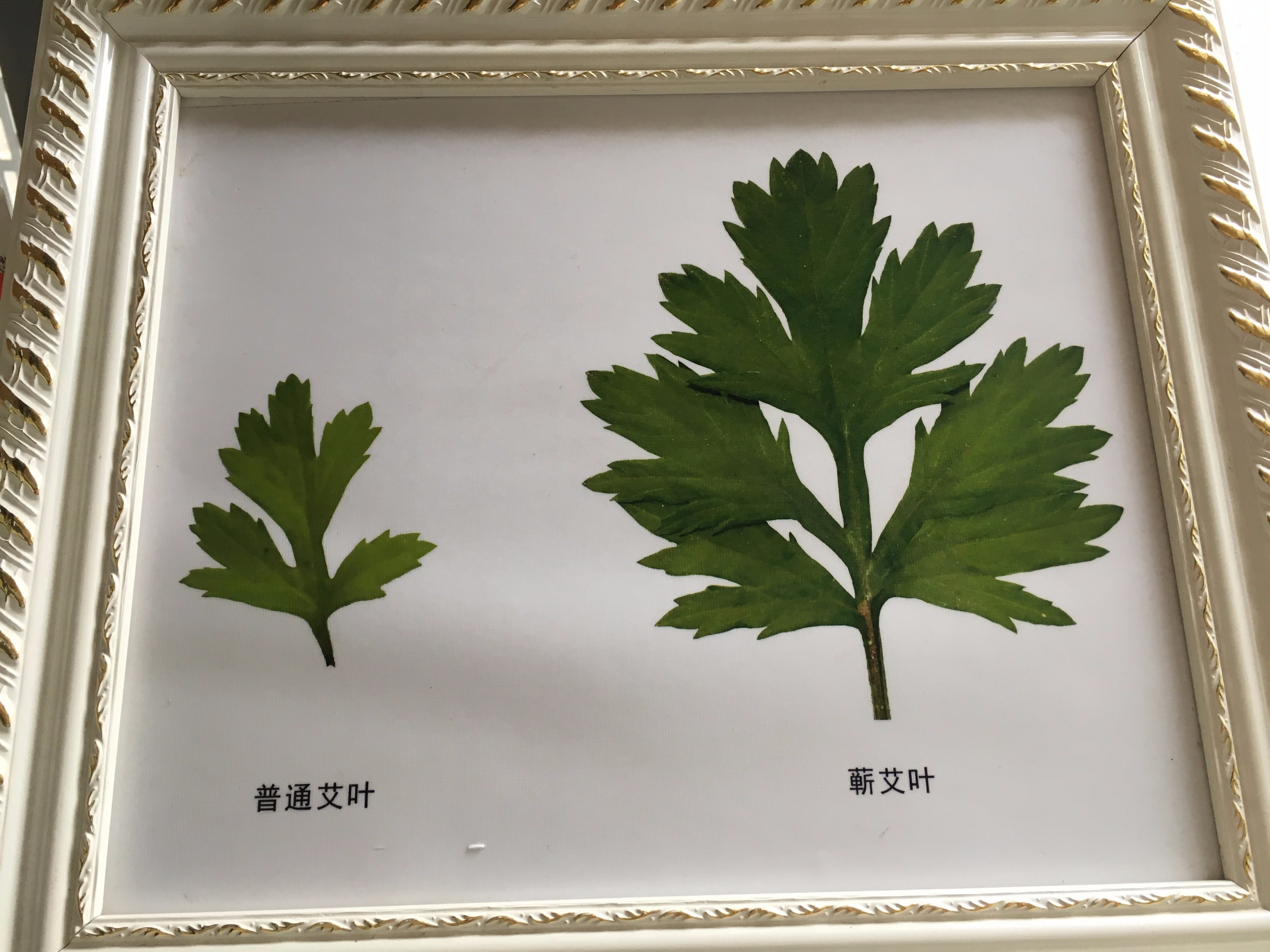 這3種藥材，是中醫上的祛濕良方，家中常備，或可&ldquo;清涼一夏&rdquo;