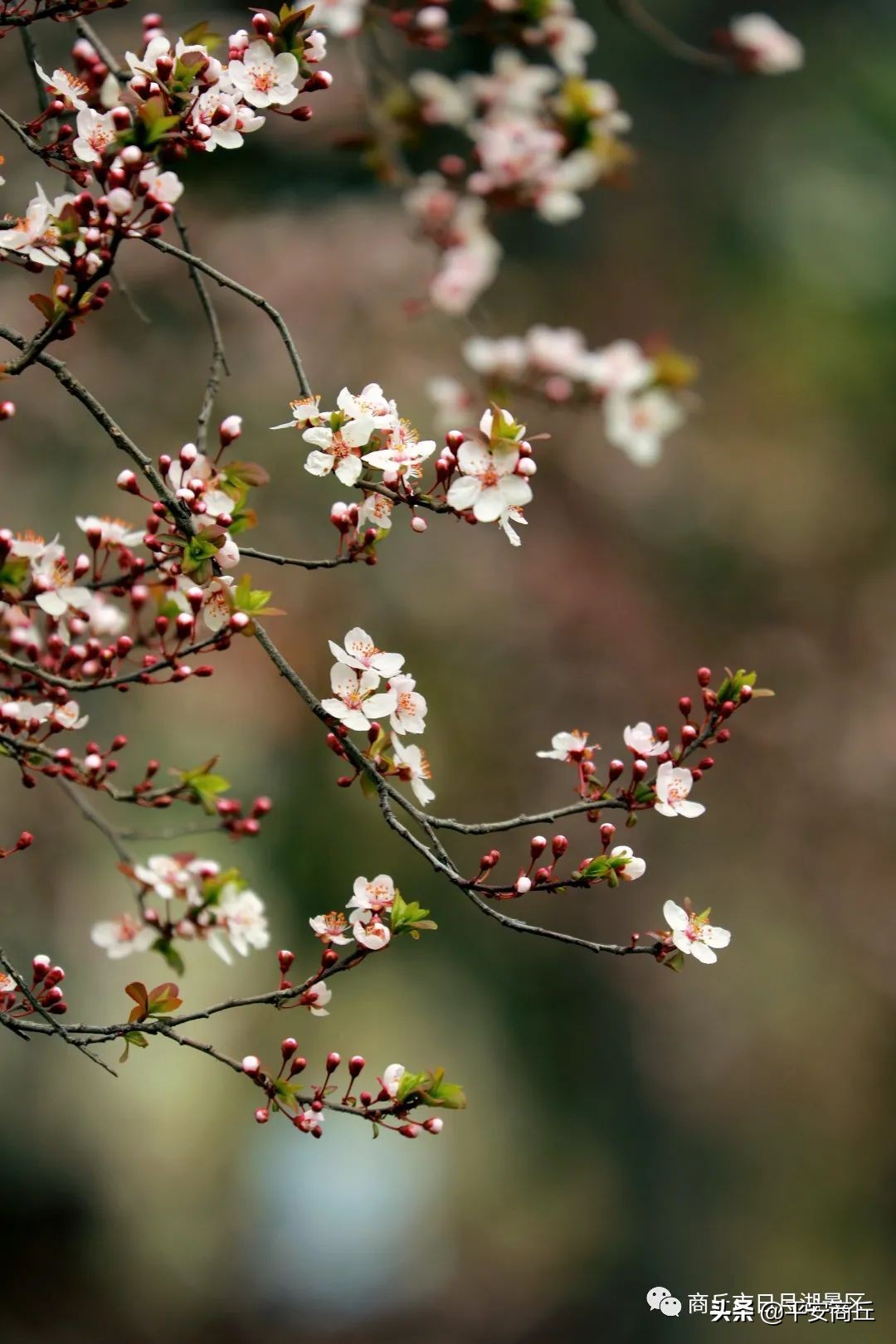 红叶李花(【商丘美景】又可以赏花啦!日月湖景区红叶李花迎春怒放)
