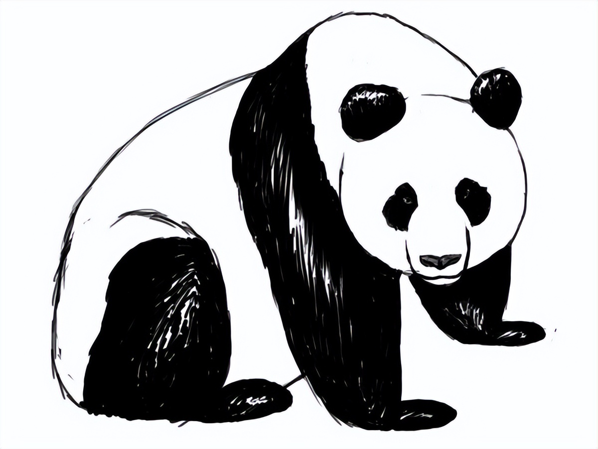 素描熊猫的图画(47张)