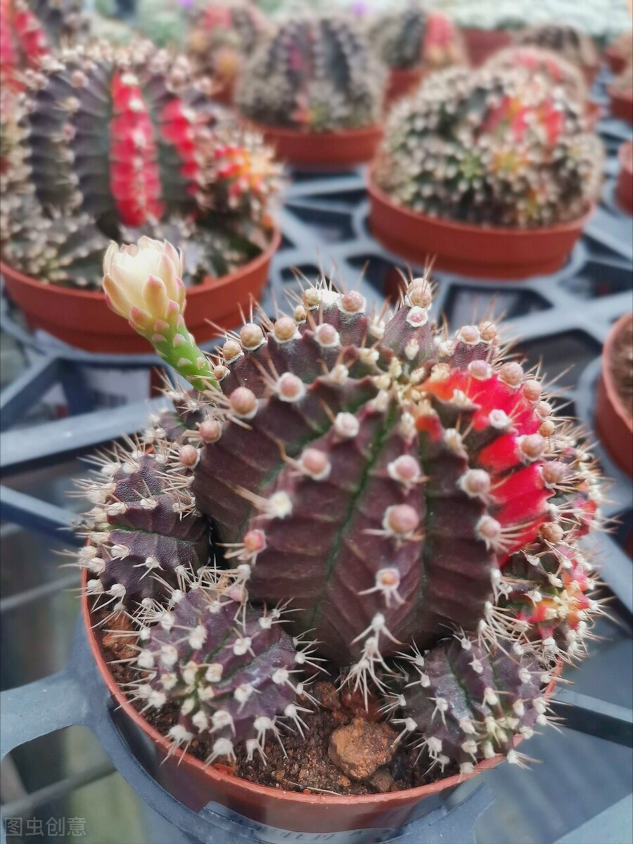 一花一深爱，花开国色天香，花落仪态万方，心有一束花爱情深似水