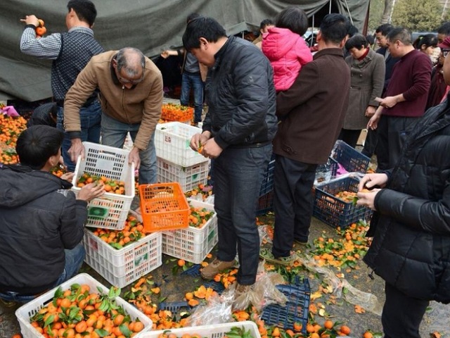 曾经辉煌的砂糖橘，为何变成了种植户的“伤心”品种？原因有3个