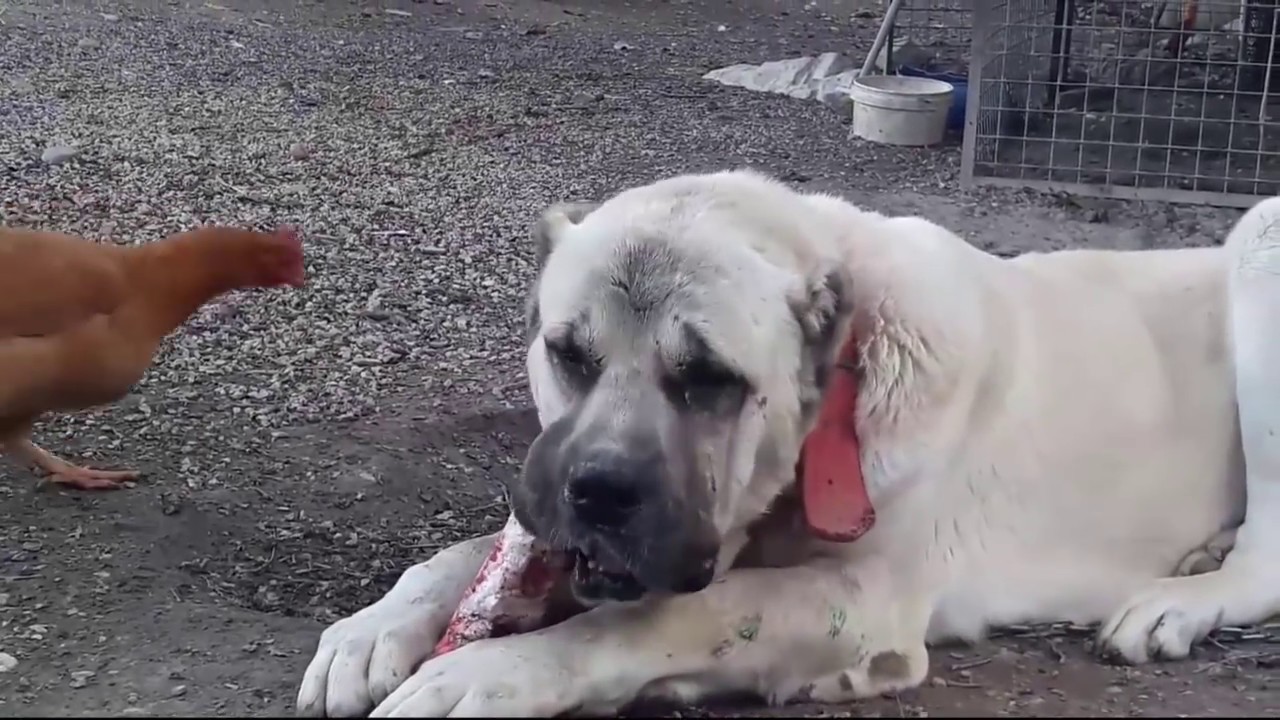 坎高犬vs高加索牧羊犬，谁才是大型猛犬的战力天花板？