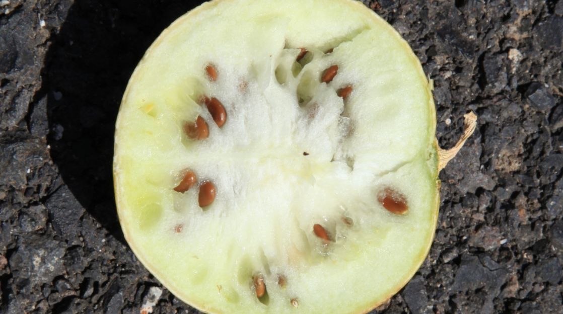 沙漠里遍地的"西瓜",为何无人敢吃?当地人:吃一个试试