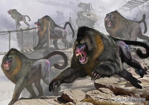 五种极度可怕的猴子，战斗力堪比豹子，为什么宁遇豺狼不遇山魈？