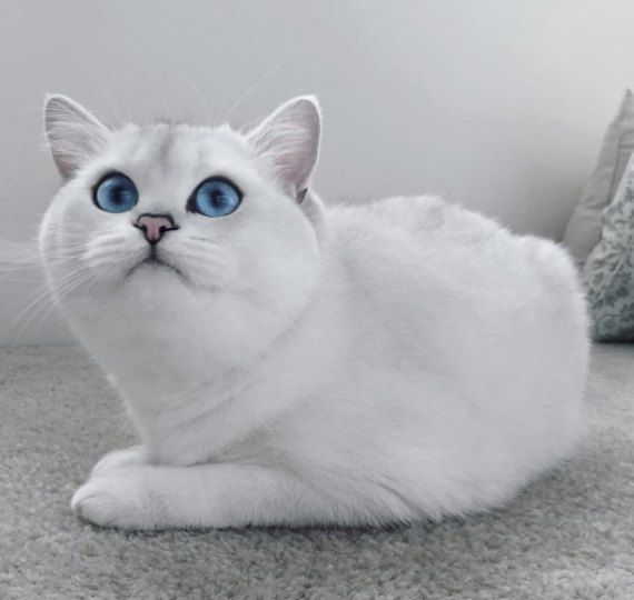 银渐层的优缺点,有哪些?