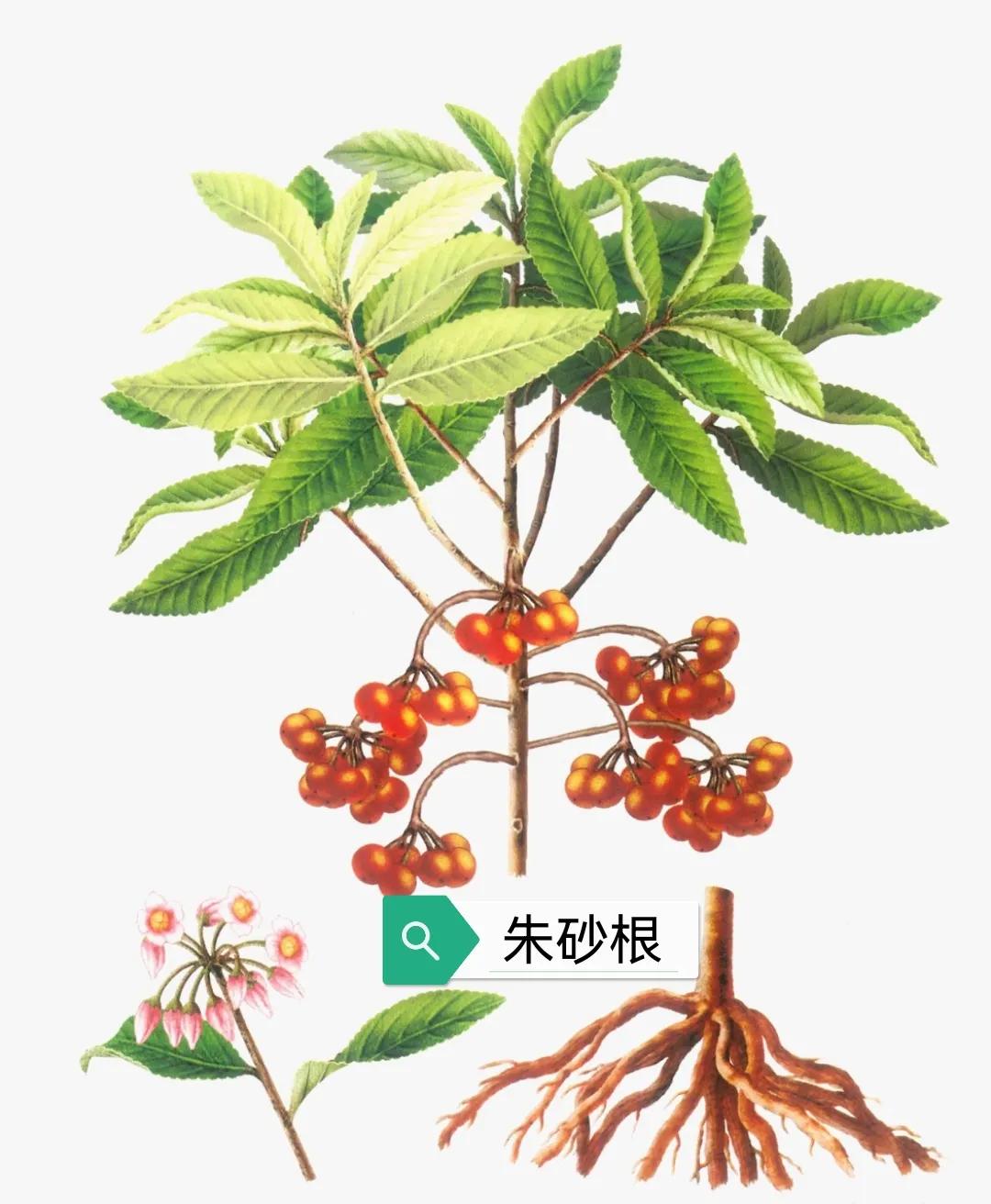 中药古今研究朱砂根矮茎朱砂根古今中药度量衡