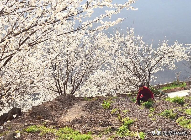 寧強縣七盤關：花爭艷 春意濃