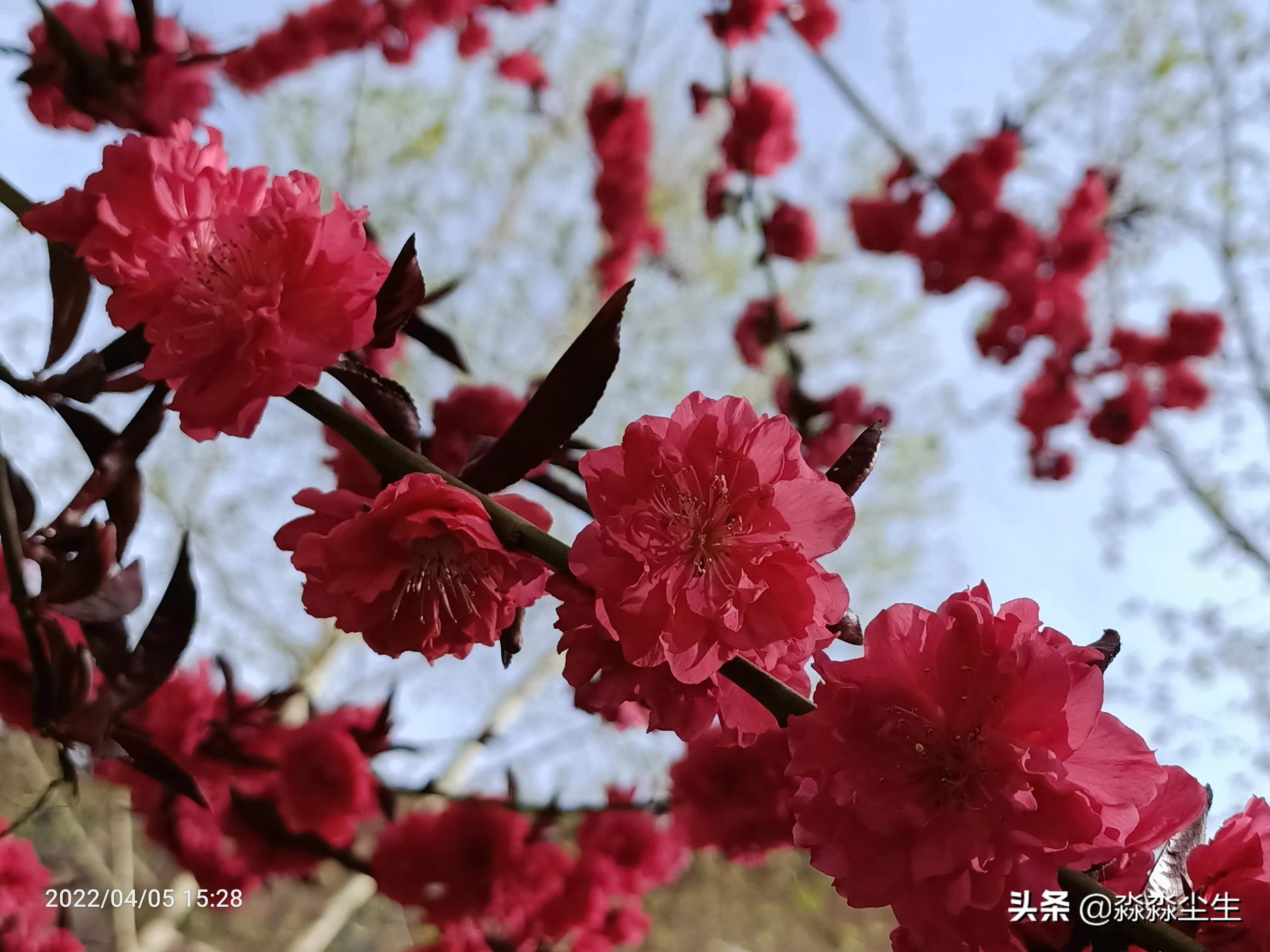 生活处处是景，美好常伴心田