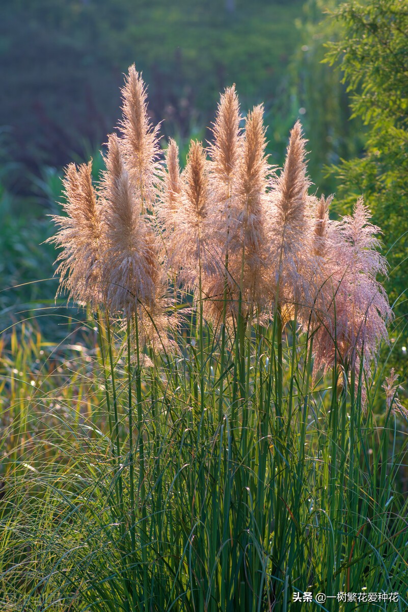25种观赏草,观叶,赏花,好养,皮实,是花园最不可缺少的美景