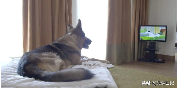 赵本山儿子花260万买狗不算什么，看看世界上最有钱的狗身价20亿