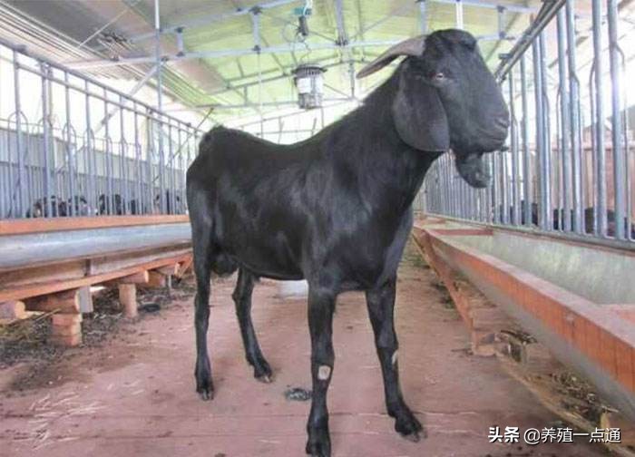 10大黑山羊品种盘点，抖音直播放羊，青山绿水卖出好价钱