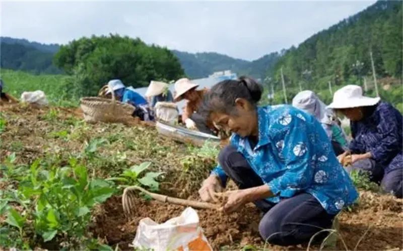 农村这几类种植，能亩收入过万