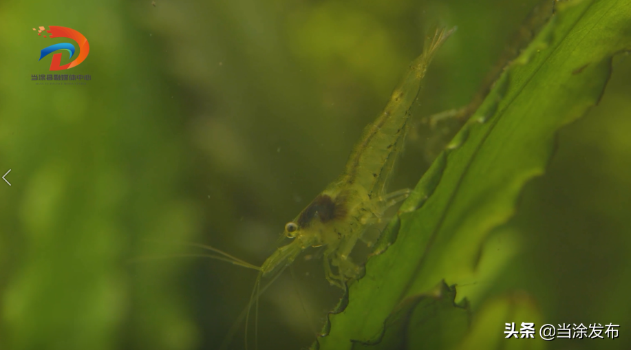 端午至，安康到！当涂味道系列之端午“五红”，让你提前尝鲜……