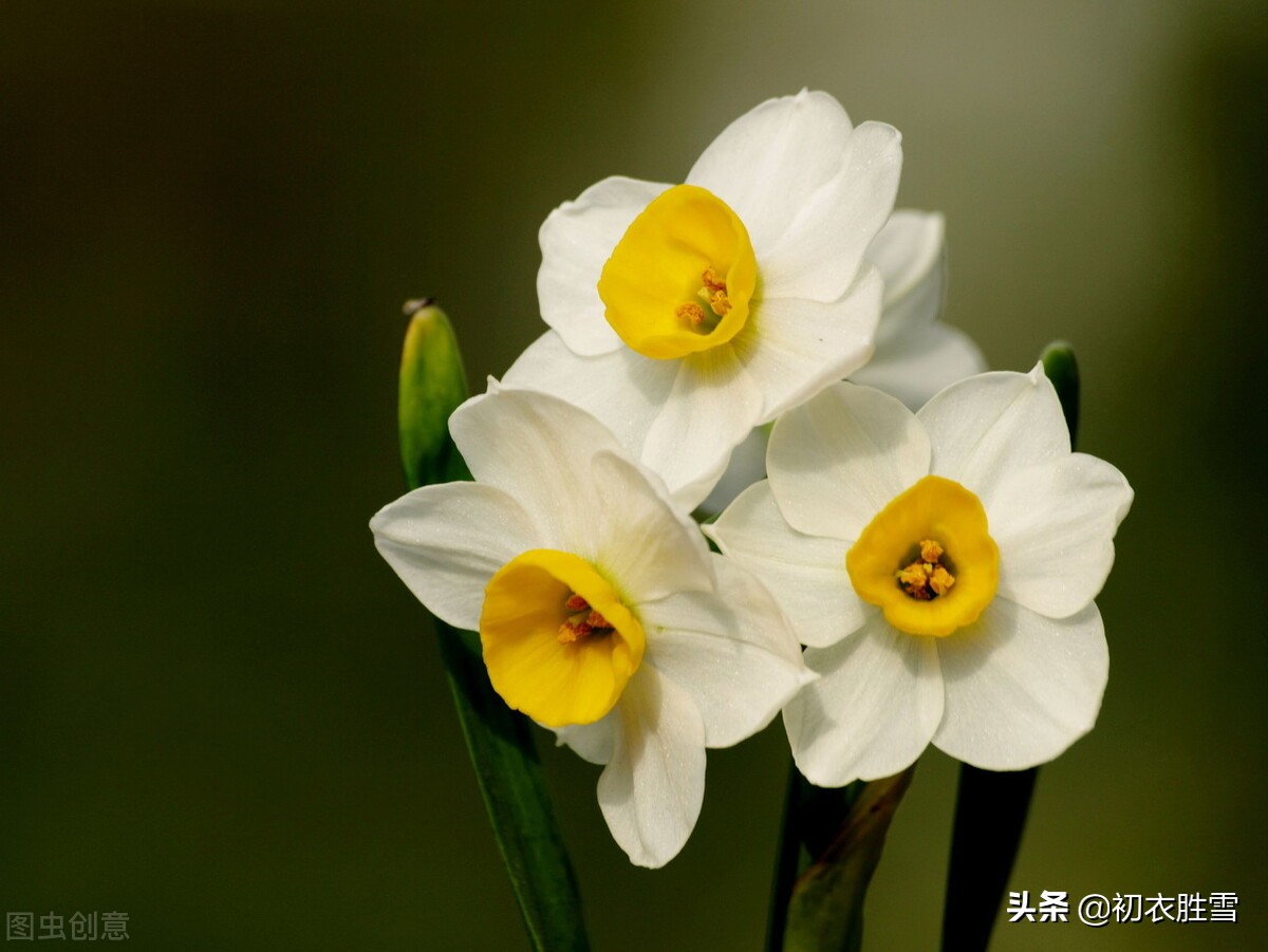 晚冬清丽水仙七首：凌波仙子生尘袜，醉倒风流萼绿华